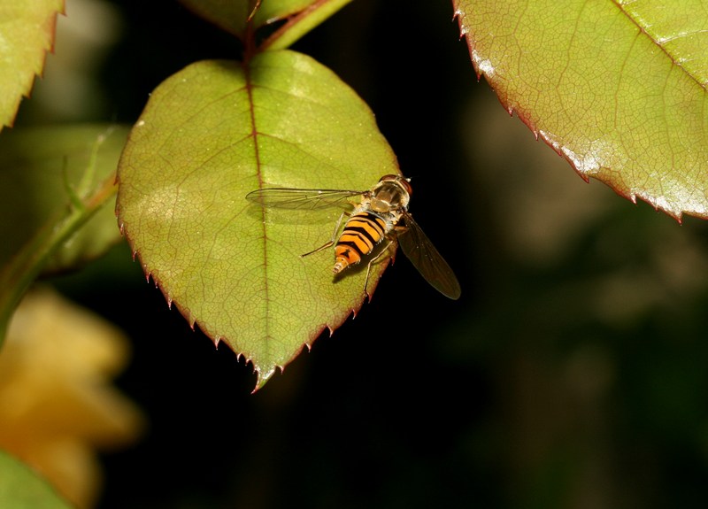 Adulto e larva di sirfide